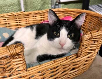 Snap -  Domestic Short Hair Cat for Adoption in Burnaby, British Columbia - Snap | PetCurious