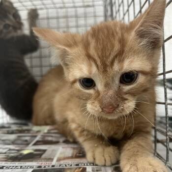 Domestic Short Hair Cats Available for Adoption - Talon | PetCurious
