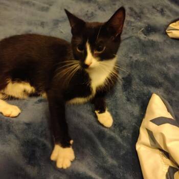 Coffee -  Domestic Short Hair Cat for Adoption in Davenport, Iowa - Coffee | PetCurious
