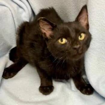 Nightfall -  Domestic Short Hair Cat for Adoption in Green Valley, Arizona - Nightfall | PetCurious