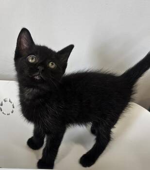 Franken-Furry -  Domestic Short Hair Cat for Adoption in Cleveland, Tennessee - Franken-Furry | PetCurious
