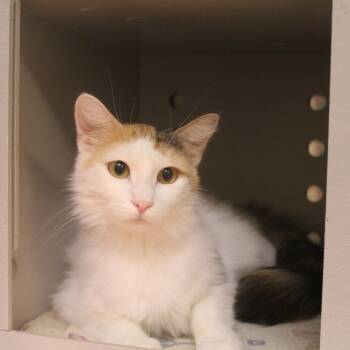 Leliana -  Domestic Long Hair Cat for Adoption in Yucca Valley, California - Leliana | PetCurious