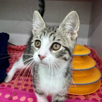 Crumpet -  Domestic Short Hair Cat for Adoption in Atlanta, Georgia - Crumpet | PetCurious