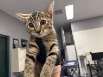 A1924734 -  Domestic Short Hair Cat for Adoption in Thousand Palms, California - A1924734 | PetCurious