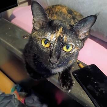 Phoebe -  Domestic Short Hair Cat for Adoption in Calimesa, California - Phoebe | PetCurious