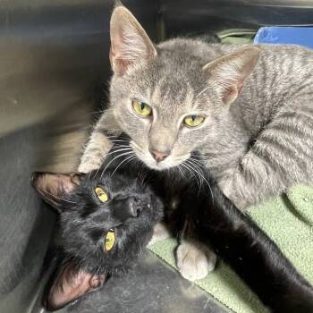 Rescue Domestic Short Hair Cats for Adoption in Huntsville, Alabama - Rex & Ren | PetCurious