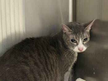 RUBY -  Domestic Short Hair Cat for Adoption in Rowlett, Texas - RUBY | PetCurious