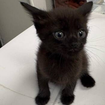 Ryan -  Domestic Short Hair Cat for Adoption in Columbiana, Alabama - Ryan | PetCurious