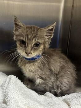 OLLIE -  Domestic Short Hair Cat for Adoption - OLLIE | PetCurious