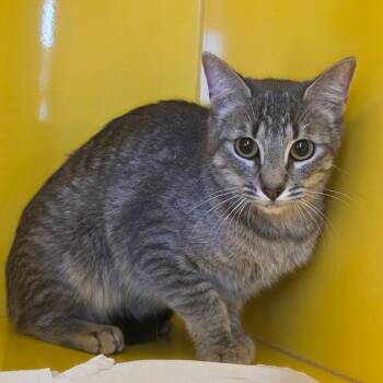 Domestic Short Hair Cats Available for Adoption - Sweet Pea | PetCurious