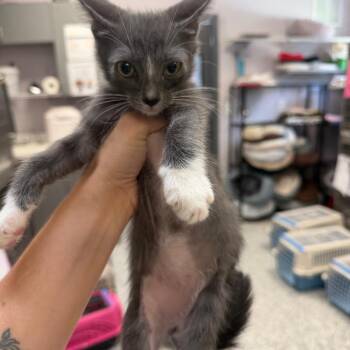 Duce -  Domestic Short Hair Cat for Adoption in Port Charlotte, Florida - Duce | PetCurious