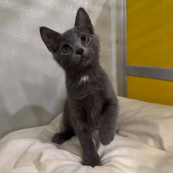 Ditalini -  Domestic Short Hair Cat for Adoption in Penn Yan, New York - Ditalini | PetCurious