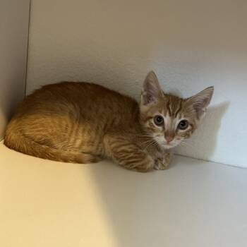 Rescue Domestic Short Hair Cats for Adoption in Tustin, California - Sunny | PetCurious