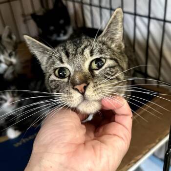 Domestic Short Hair Cats Available for Adoption in Long Beach, California - Willa | PetCurious