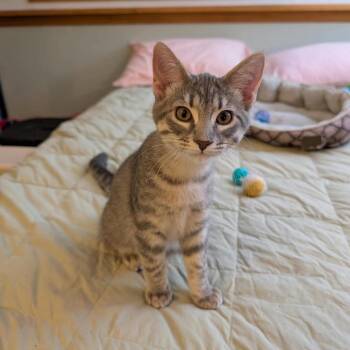 Tom -  Domestic Short Hair Cat for Adoption in Dekalb, Illinois - Tom | PetCurious