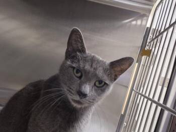 Domestic Short Hair Cats Available for Adoption in Hagerstown, Maryland - FAIRY | PetCurious