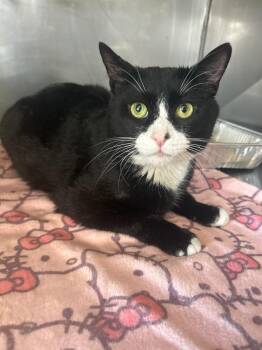 Domestic Short Hair Cats Available for Adoption - Gilbert | PetCurious