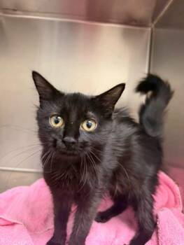 Phenix -  Domestic Medium Hair Cat for Adoption in Amherst, Virginia - Phenix | PetCurious