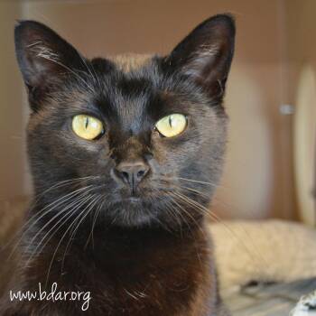 Kate -  Domestic Short Hair Cat for Adoption in Cheyenne, Wyoming - Kate | PetCurious