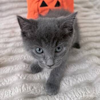 Toddy -  Russian Blue and Domestic Short Hair Cat for Adoption in Pompano Beach, Florida - Toddy | PetCurious