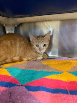 ZOE -  Domestic Short Hair Cat for Adoption in Houston, Texas - ZOE | PetCurious