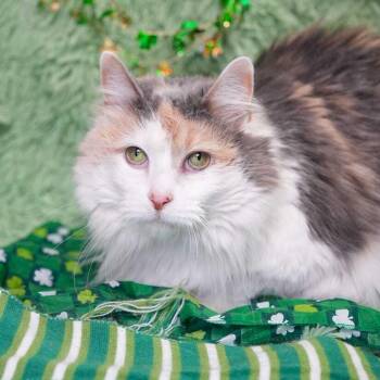 Maine Coon and Domestic Medium Hair Cats Available for Adoption - Bonnet | PetCurious