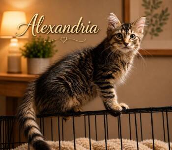 Alexandria -  Domestic Short Hair Cat for Adoption in Dalton, Georgia - Alexandria | PetCurious