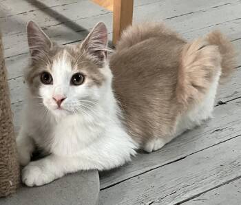 Rescue Domestic Long Hair Cats for Adoption in Buffalo, New York - Lake | PetCurious