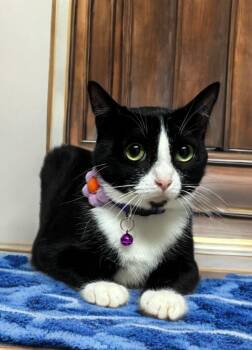 Elvira -  Domestic Short Hair Cat for Adoption in Houston, Texas - Elvira | PetCurious