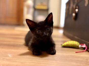 Bombay and Domestic Short Hair Cats Available for Adoption in Friendswood, Texas - Lil Bit | PetCurious