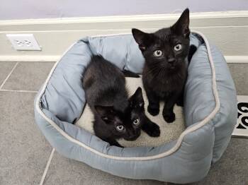 Kawasaki -  Domestic Short Hair Cat for Adoption in Calverton, Maryland - Kawasaki | PetCurious