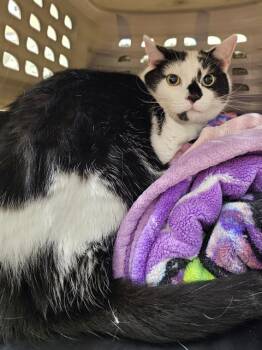 ANDY -  Domestic Short Hair Cat for Adoption in Clyde, North Carolina - ANDY | PetCurious