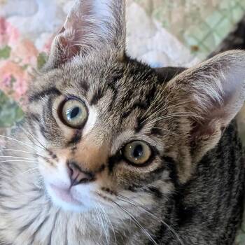 Crispin -  Domestic Short Hair Cat for Adoption in Woodstock, Illinois - Crispin | PetCurious