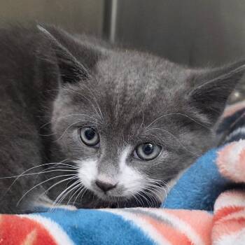 Domestic Short Hair Cats Available for Adoption in Gloucester, Virginia - Silverado | PetCurious