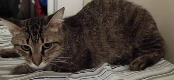 Cassatta -  Domestic Short Hair Cat for Adoption in Jackson, Georgia - Cassatta | PetCurious