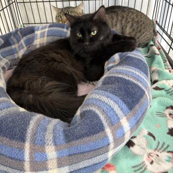 Pumpkin -  Domestic Long Hair Cat for Adoption in Big Rapids, Michigan - Pumpkin | PetCurious