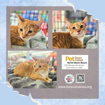 Timmy -  Domestic Short Hair Cat for Adoption in Miami, Florida - Timmy | PetCurious