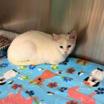 Lagoona -  Siamese Cat for Adoption in Parkersburg, West Virginia - Lagoona | PetCurious