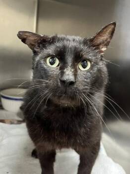 Hour Glass -  Domestic Short Hair Cat for Adoption in San Antonio, Texas - Hour Glass | PetCurious
