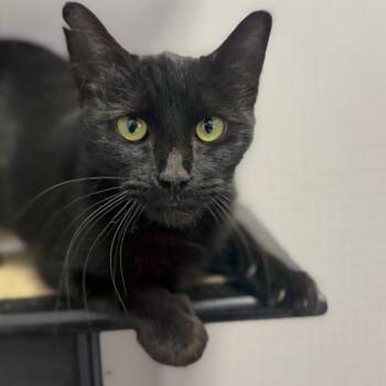Rescue Domestic Short Hair Cats for Adoption in Ridgely, Maryland - Lonnie | PetCurious