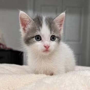 American Shorthair Cats Available for Adoption in Concord, North Carolina - Millie | PetCurious