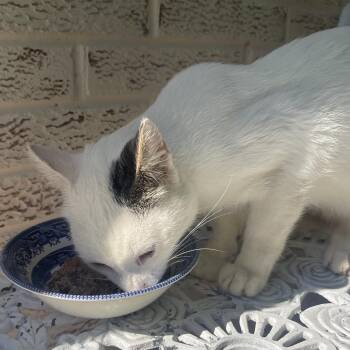 Franklin -  Domestic Short Hair Cat for Adoption in Rochester, Minnesota - Franklin | PetCurious