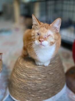 Billie Eyeless -  Domestic Short Hair Cat for Adoption in Buford, Georgia - Billie Eyeless | PetCurious