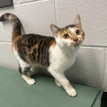 Beemer -  Domestic Short Hair Cat for Adoption in Dayton, Ohio - Beemer | PetCurious