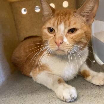 Domestic Short Hair Cats Available for Adoption in Memphis, Tennessee - Auburn | PetCurious