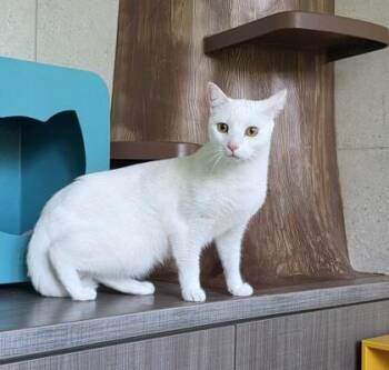 Leonard -  Domestic Medium Hair and Domestic Short Hair Cat for Adoption in Honolulu, Hawaii - Leonard | PetCurious