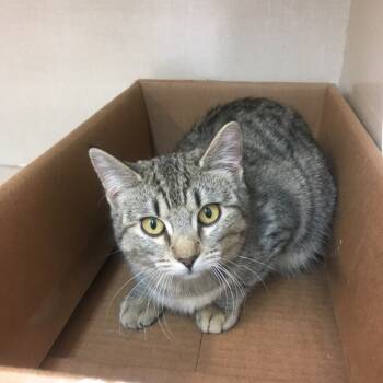 Rescue Domestic Short Hair Cats for Adoption in Midland, Texas - Molly | PetCurious