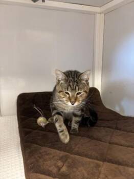 Domestic Short Hair Cats Available for Adoption - Fancy | PetCurious
