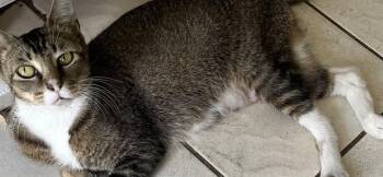 Domestic Short Hair Cats Available for Adoption in Doral, Florida - KASANDRA | PetCurious