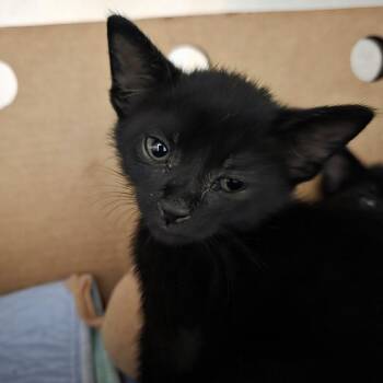 Tony -  Domestic Short Hair Cat for Adoption - Tony | PetCurious